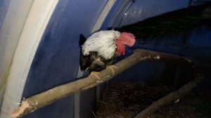 Ночное движение. Новый петух в курятнике.