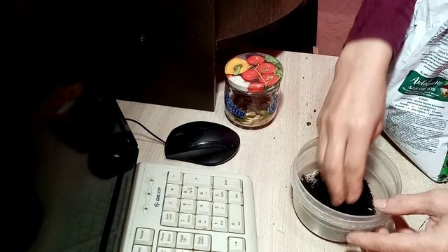 Семена Бобы  сорта  "БЯЛЫ"  ещё не Проросли  Решила поса?