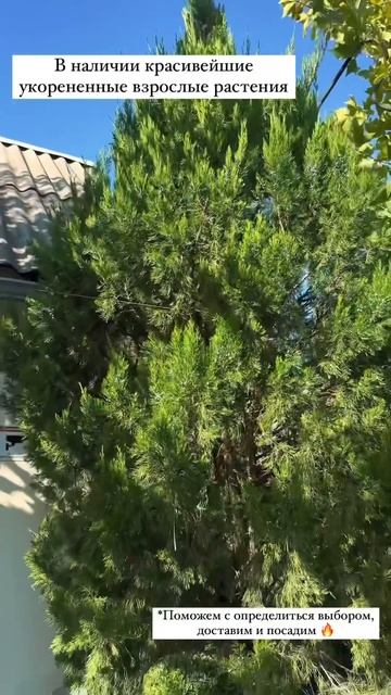 Растения в Ростовской области от питомника декоратив? смотреть онлайн