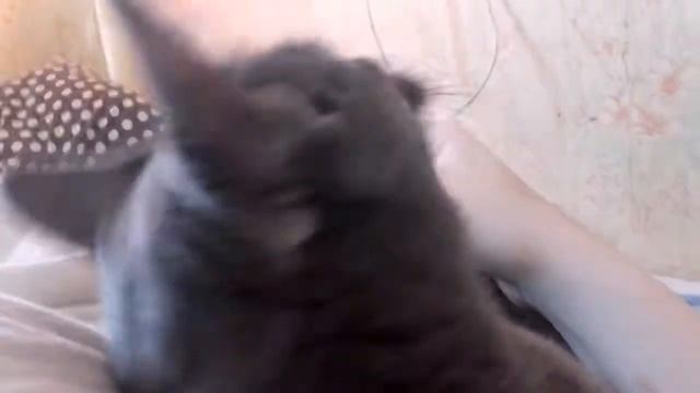 Все женщины - ведьмы