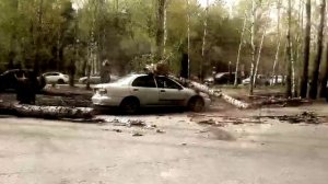Упало дерево на авто в Омске