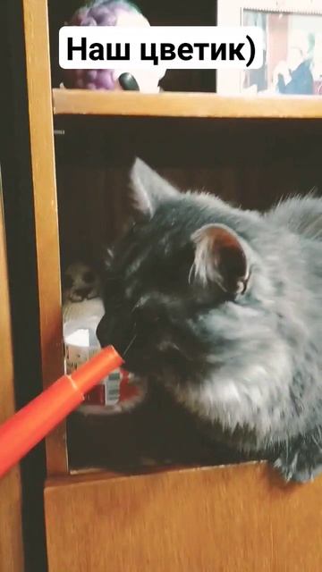 Малыш Сёма и лейка animals cats kitten животные котенок