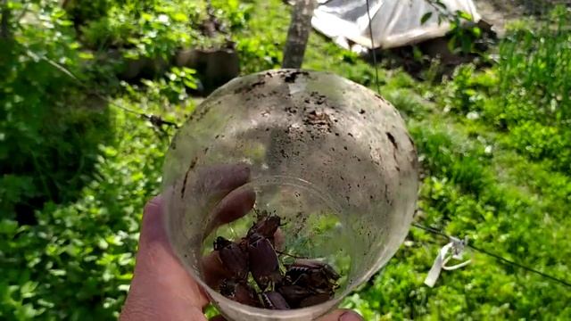 Борьба с хрущем в мае. Простой способ уменьшить этих в?