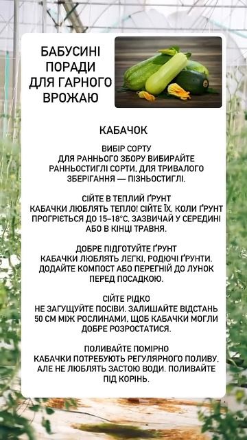 5 порад для гарного врожаю кабачків #україна #поради #к? смотреть онлайн