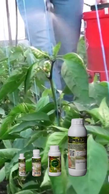 Как восстановить растения после засухи и заморозков? # смотреть онлайн