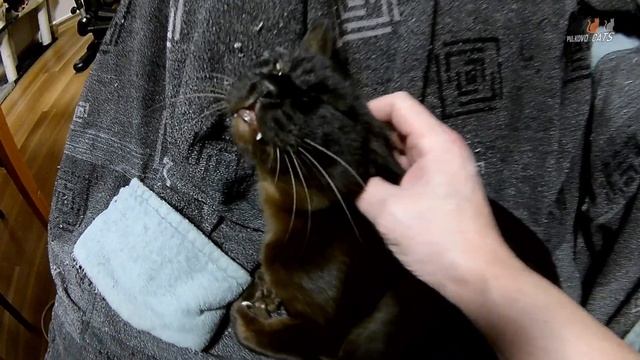 Вечерние кошачьи Лёвины почесалки