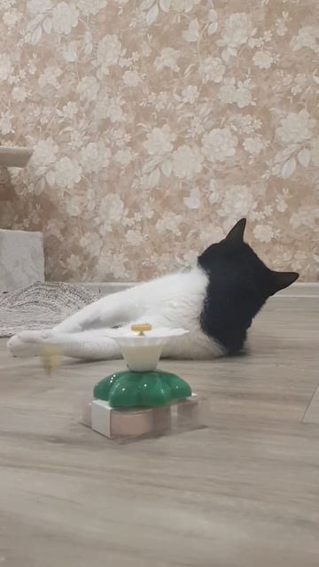 #котсемён#кот#котикиправятмиром #хочуврек #хочувреки #