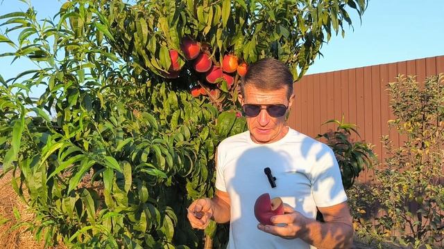 Даймонд Принцесс - королевский персик! смотреть онлайн