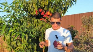 Даймонд Принцесс - королевский персик!