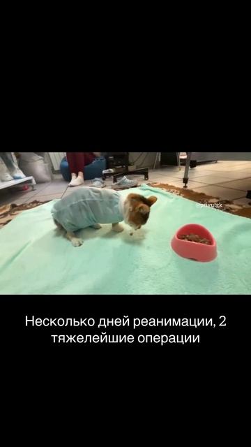 Реанимация - это наш крест. Поможем оплатить спасение истерзанной Алисы любой суммой.