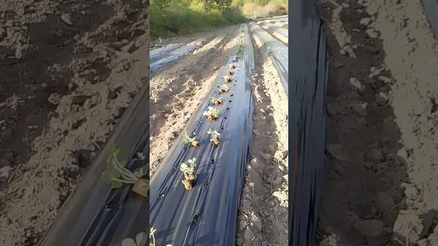 мой  способ посадки клубники#эксперимент#опыт#мурано#?