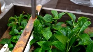 Пересадка черенков крупнолистной гортензии из Серии ?