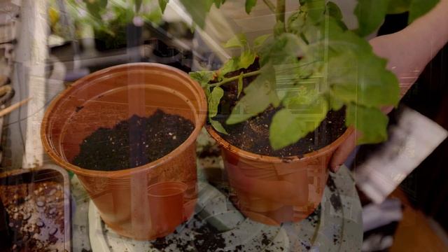 2 латыша против 7 монгольских карликов плюс воздушное ? смотреть онлайн