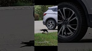 ☀️"Ворона и ветка" моё стiхоТВОРЕНИЕ, Таня ШiШкина-Чугайнова, ЗАТО п. Сибiрскийъ, АЛтайскiйъ кр.