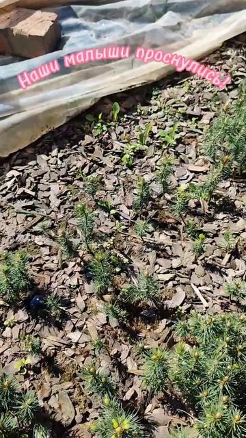 Ель голубая "Глаука". #сад #garden #дача #plants #огород #landscape смотреть онлайн