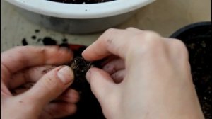 Из семян. Первая зимовка клубневой бегонии. Комнатные