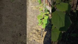 как растут киви. 4 недели после пересадки в открытый гр