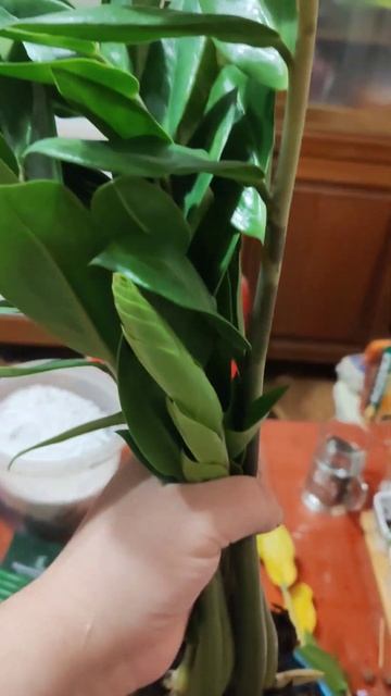 спасение замика.. #замиакулькас #уход #пересадка #цветы