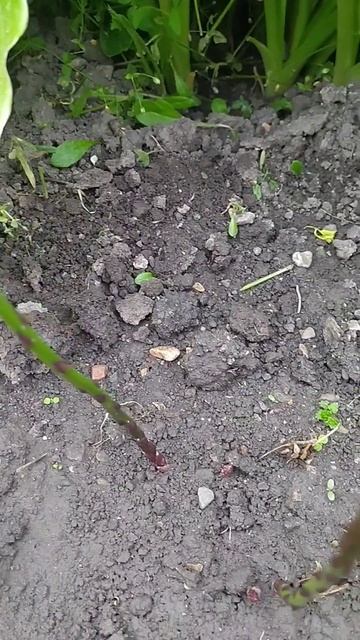 #огород #спаржа смотреть онлайн