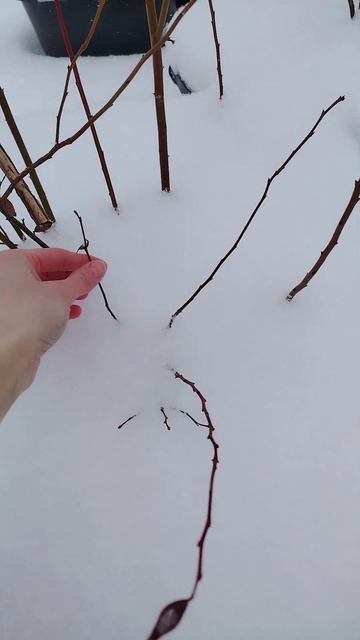 Розовая голубика Пинк Лимонад 🫐