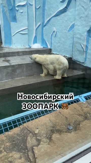 ДАВАЙТЕ В ТЕЛЕГРАММЕ ПО ССЫЛКЕ В ПРОФИЛЕ. Зоопарк вели