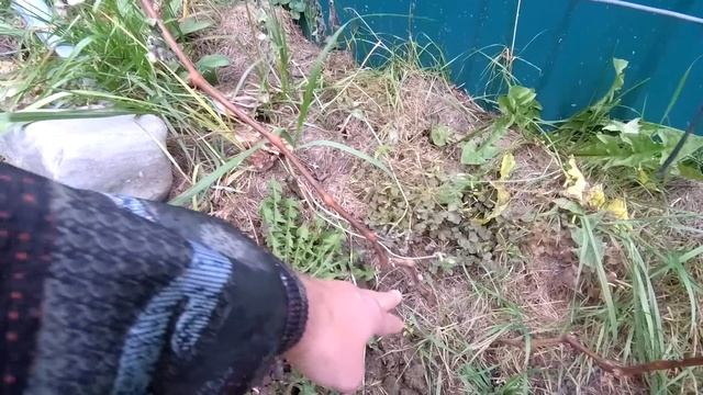 🔴🔴Обрезка Винограда Осенью.
