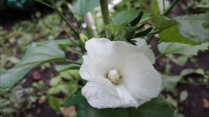 Размножение гибискуса семенами