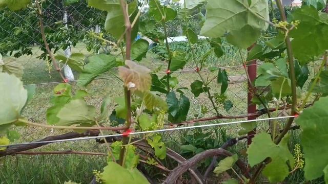 Подвязка винограда. смотреть онлайн