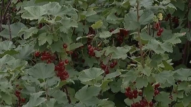 ЗОЛОТАЯ СОТКА смотреть онлайн