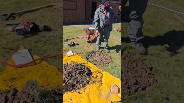 Посадка сливы почему слива не растёт