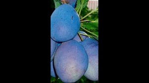 Чем подкормить сливу в сентябре