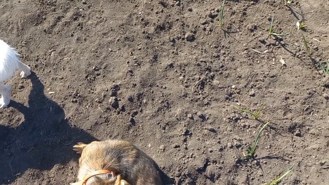 Весна пора садіння і ми вирішили з нашою дружньою банд смотреть онлайн