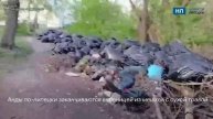 Гиннес отдыхает жители липецкого микрорайона Матырский жалуются на необъятные мусорные залежи