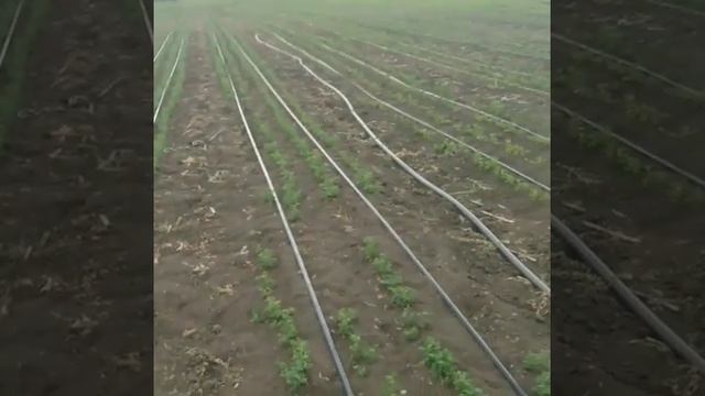 Питомник "Enigma" обзор поля №13 смотреть онлайн