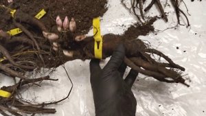 Пион Эрли Сенсейшн обзор корней