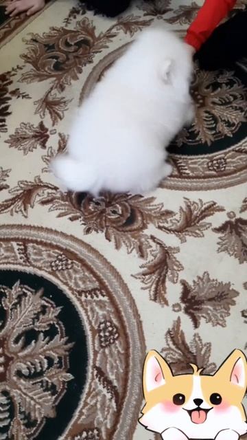 #шпиц.Маленький мишка🥰🤗 смотреть онлайн