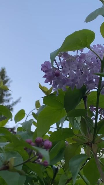 В Краснодаре уже сирень(4.04.24) 🌸 смотреть онлайн