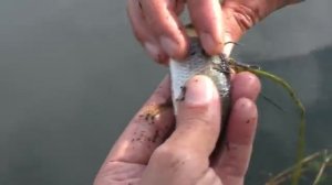 Рыбалка. Ловля на кружки.  My fishing.