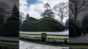 Фитопластика в ландшафтном дизайне! #фитопластика