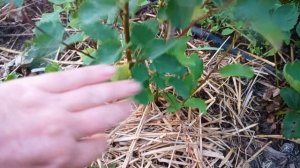 Ирга Мартин,Мандам, Нортлайн, Слэйт, Смоки, Тиссен 04.06.24