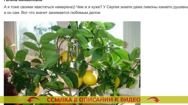 Как вырастить лимон из ветки ⚫ Лимонник комнатный выр