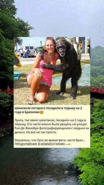 Шимпанзе которого посадили в тюрьму на 2 года в Бразил? смотреть онлайн