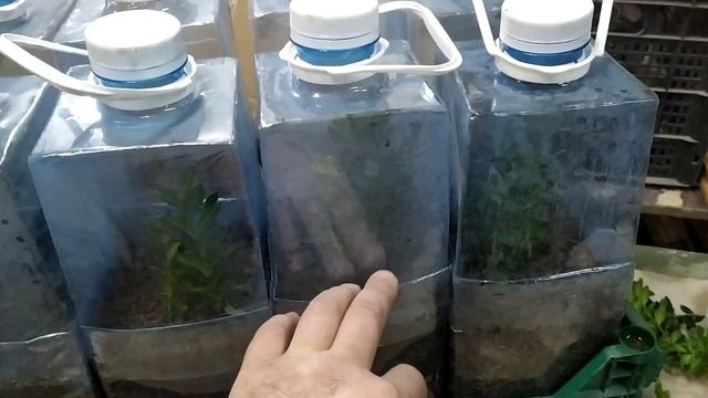Черенкование самшита.