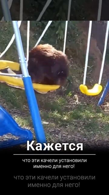 Кажется эти качели установили именно для него #shorts #reels