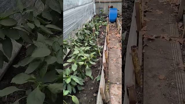 Заглубленная теплица зимой.
