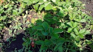 чем подкормить клубнику 🍓 для богатого урожая