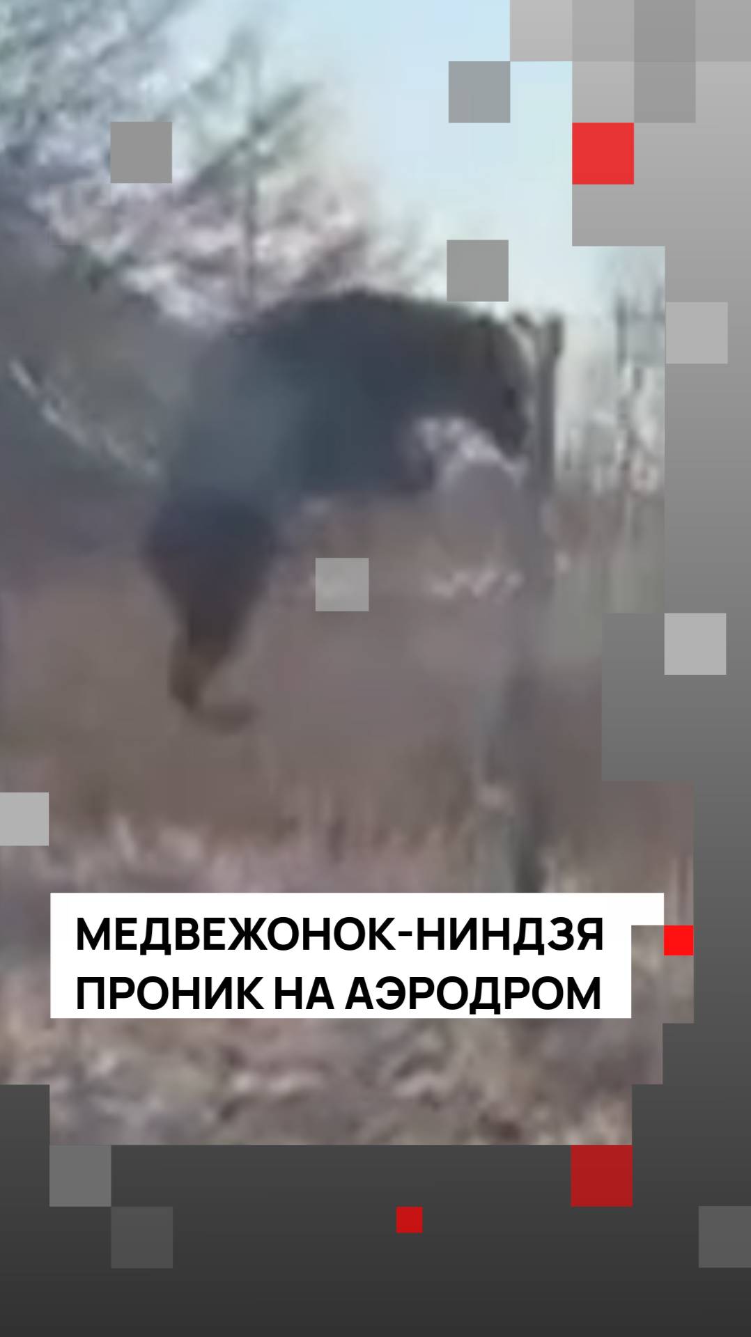 На юге Сахалина на аэродром пробрался медвежонок