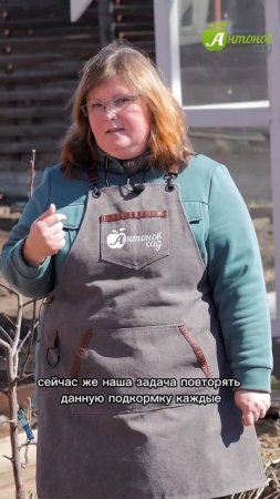Чем подкормить гортензию?!