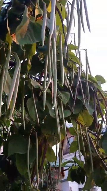 Кто он❓#дерево #сад #воронеж #красотища смотреть онлайн