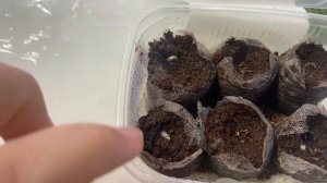 Моя лаванда после стратификации.